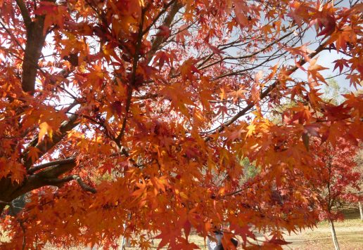 秋の紅葉が美しい施設の庭園。オレンジと赤に染まった樹木が季節感を演出しています。